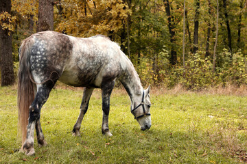 Obraz na płótnie Canvas Horse with bridle in park on autumn day
