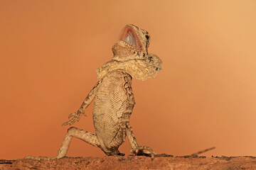 The frilled dragon baby (Chlamydosaurus kingii) is showing aggressive behavior.