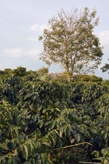 Coffee plantation in Pereira, Colombia in state of Risaralda. Coffee cultural landscape World Heritage Site. Colombian coffee.