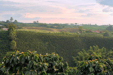 Coffee plantation in Pereira, Colombia in state of Risaralda. Coffee cultural landscape World Heritage Site. Colombian coffee.