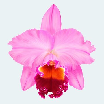 Cattleya orchid painting isolated on white background 