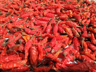 Fresh Dry red chilies with blur background
