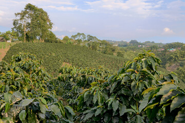 Coffee plantation in Pereira, Colombia in state of Risaralda. Coffee cultural landscape World Heritage Site. Colombian coffee.