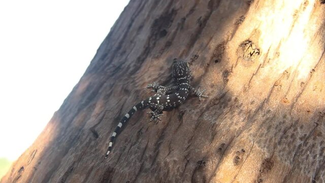 A gray-colored Toki Gecko (Gekko gecko) lurks on the bark of a Thailand tree. Close up
