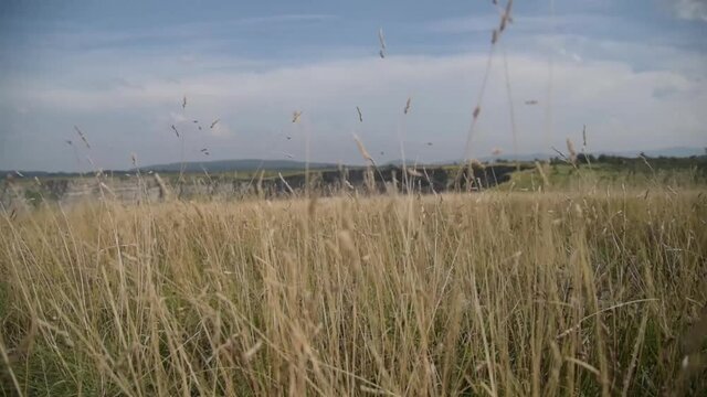 Hierbas secas movi&eacute;ndose al viento en un prado grande 