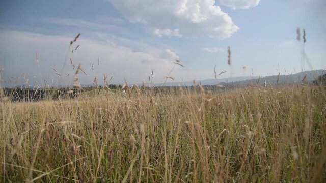 Hierbas secas movi&eacute;ndose al viento en un prado grande 