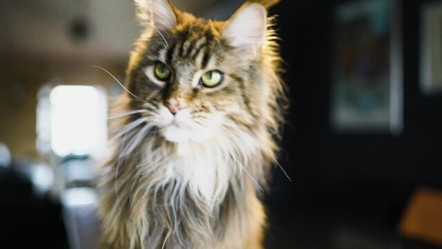 Funny cat Maine Coon close-up on a blurred background in slow motion.