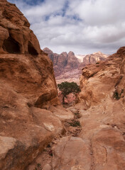 Fototapeta na wymiar lonely small tree in deserted mountains of Petra in Jordan