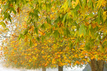 Colorful autumn leafs background