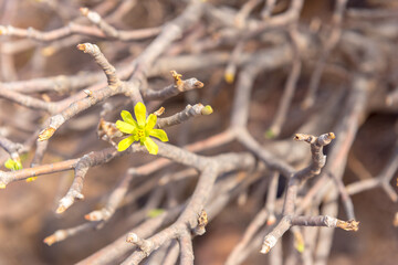 Flowers in Isla Lobos in Fuerteventura in the summer 2020