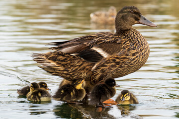 Mallard Anas platyrhynchos Costa Ballena Cadiz