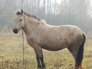 Fototapeta premium horse in the field