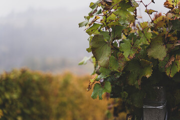 Foggy autumn morning in Piemonte's Langhe vineyards, Unesco World Heritage in Italy