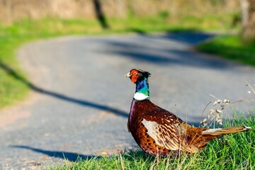 portrait of pheasant in the wild