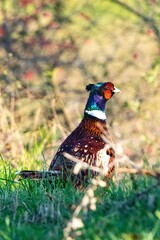 portrait of pheasant in the wild