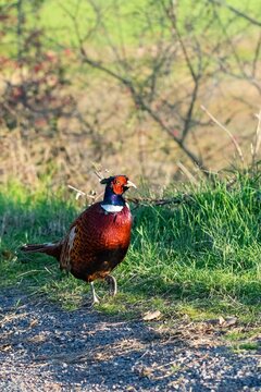portrait of pheasant in the wild