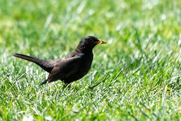 portrait of blackbird in the grass