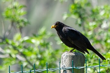 portrait of blacbird on a wooden pole