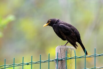 portrait of blacbird on a wooden pole