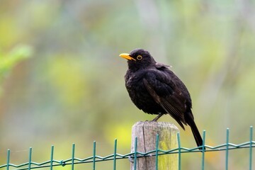 portrait of blacbird on a wooden pole