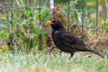 portrait of blackbird in the grass