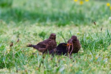 group of blackbirds in the grass