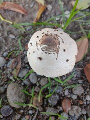 mushroom in the forest