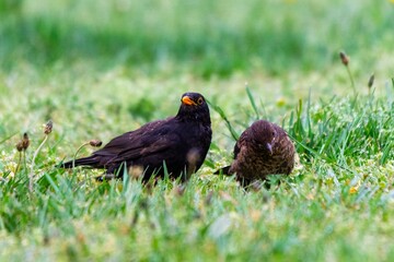 group of blackbirds in the grass