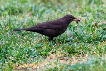 portrait of blackbird in the grass