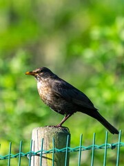 portrait of blacbird on a wooden pole