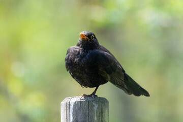 portrait of blacbird on a wooden pole
