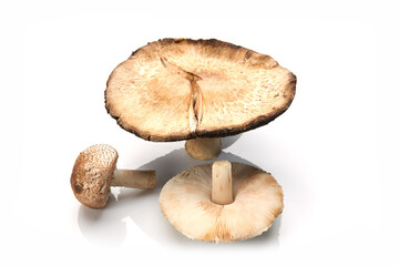 Wild Foraged Mushroom selection isolated on white background, with shadow.