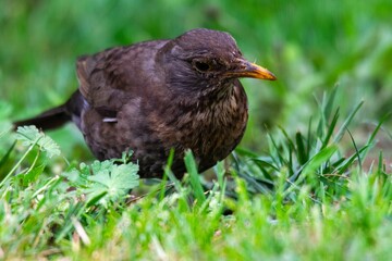 portrait of blackbird in the grass