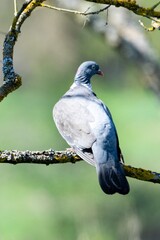 portrait of turtledove on a branch