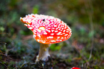 Fly agaric in the forest, autumn impressions