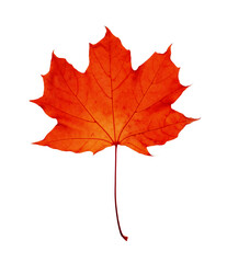 Beautiful red maple leaf isolated on white. Autumn season