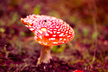 Fly agaric in the forest, autumn impressions