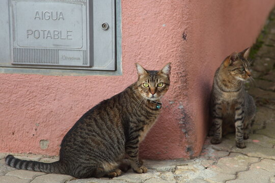 Gato dom&eacute;stico en actitudes tranquilas