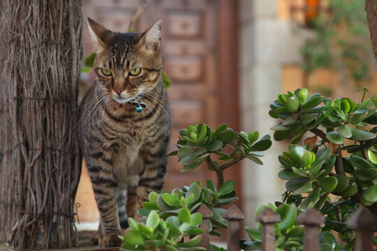Gato dom&eacute;stico en actitudes tranquilas