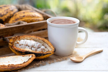 Cup chocolate drink on wooden table, a half cut cocoa placed next to the cup, fresh cacao fruits background