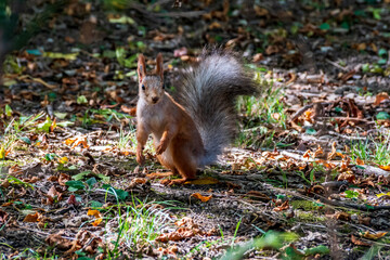 Naklejka na ściany i meble Red Squirrel In The Forest.