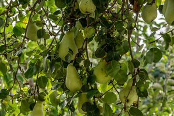 Pear tree with fruits.