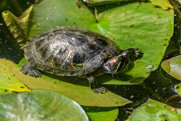 Turtle basking on water lily leaves.
