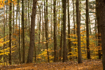 Fototapeta premium Fall in the forest cabin off in the distance