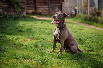 grey pit bull on green grass