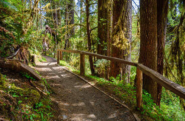 Fototapeta premium Hoh Rainforest in Olympic National Park