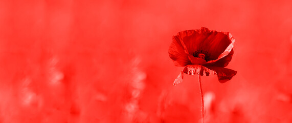Poppy flower or papaver rhoeas poppy with the light. Red color filter