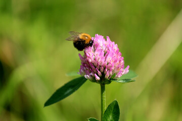 Cute bumblebee and flowers. Nature macro photography. Insect on pink flower  close up photo. Summer in the garden. Blurry green background. 