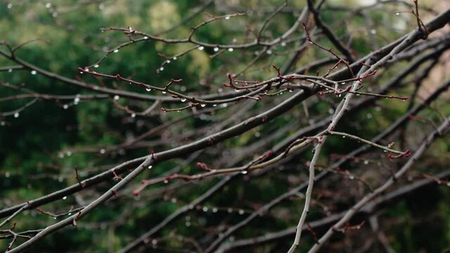 branches from a winter tree with drop in a rainy day