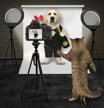 A cat photographer is photographing a dog in a black suit with flowers and wine in its photo studio.